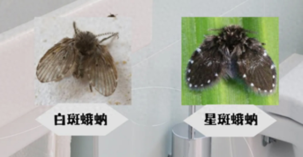 鼎冠配资 繁衍速度快、90%以上家里都有，这种“虫子”不要用手拍！